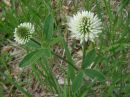 Trifolium montanum