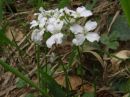 Cardamine trifolium